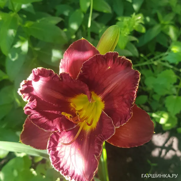 превью изображения отзыва