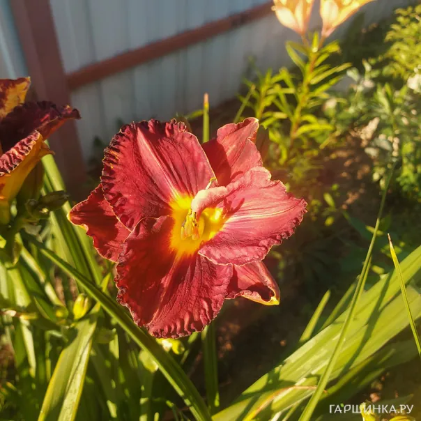 превью изображения отзыва