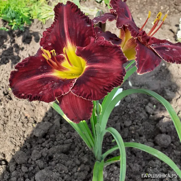 превью изображения отзыва