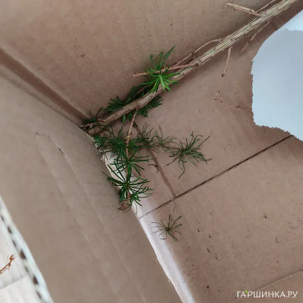 превью изображения отзыва