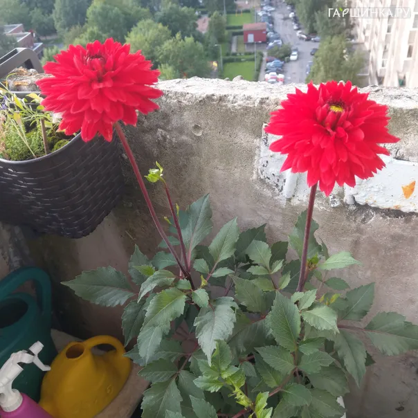 превью изображения отзыва