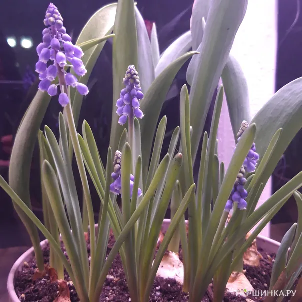 превью изображения отзыва