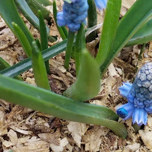 превью изображения отзыва