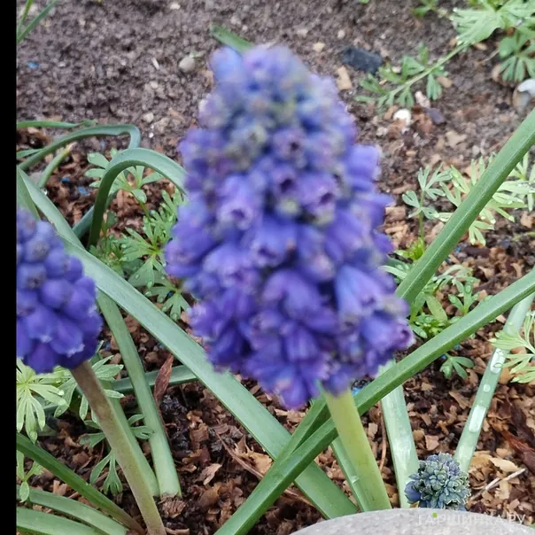 превью изображения отзыва