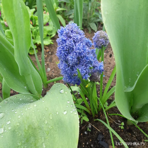 превью изображения отзыва