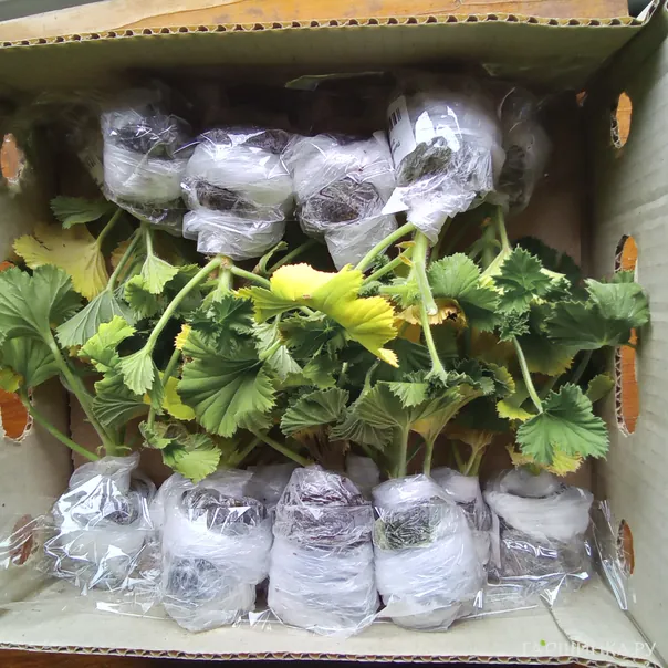 превью изображения отзыва