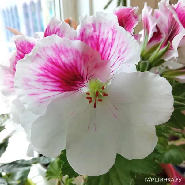 превью изображения отзыва