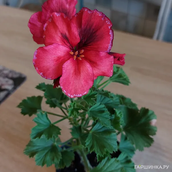 превью изображения отзыва