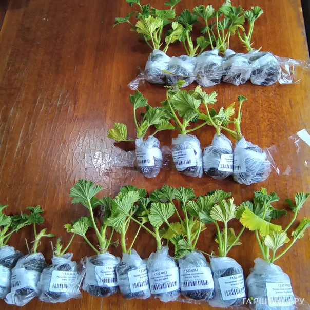 превью изображения отзыва