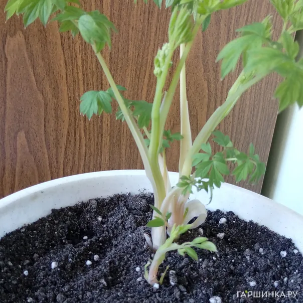 превью изображения отзыва