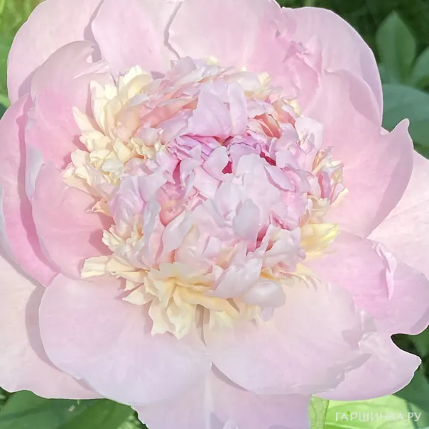 превью изображения отзыва