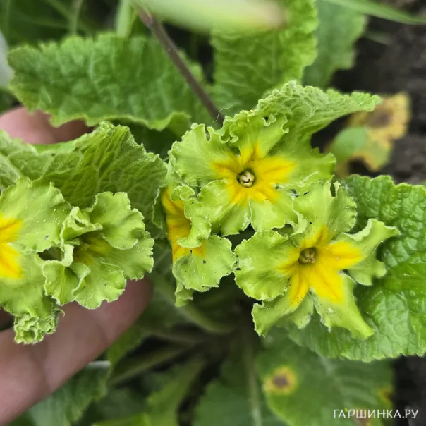 превью изображения отзыва