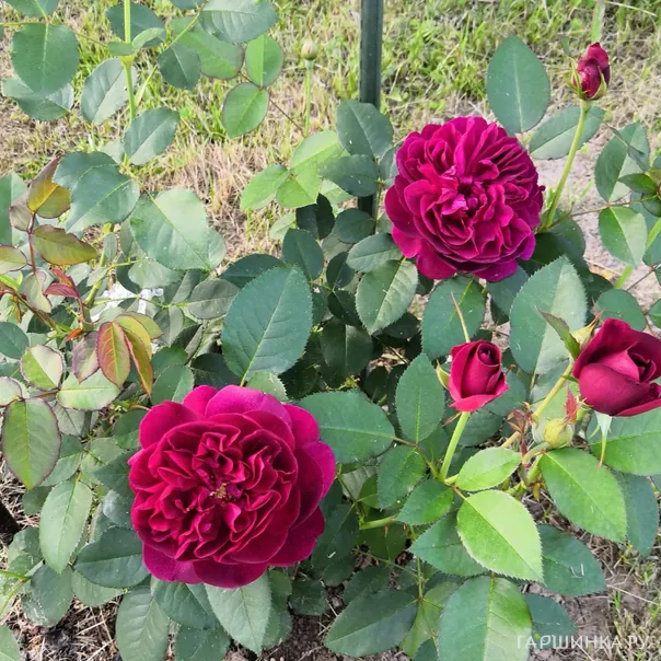 превью изображения отзыва