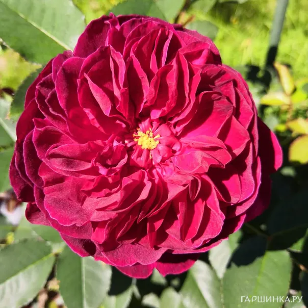 превью изображения отзыва