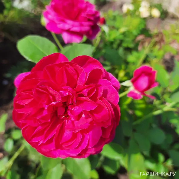 превью изображения отзыва