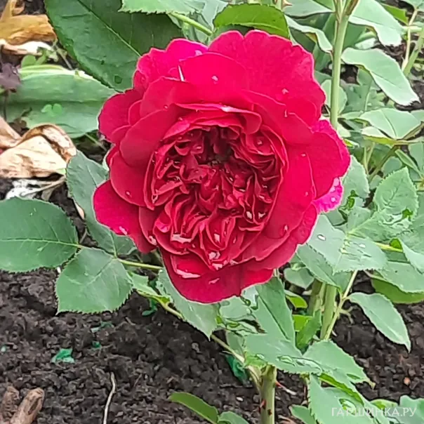 превью изображения отзыва