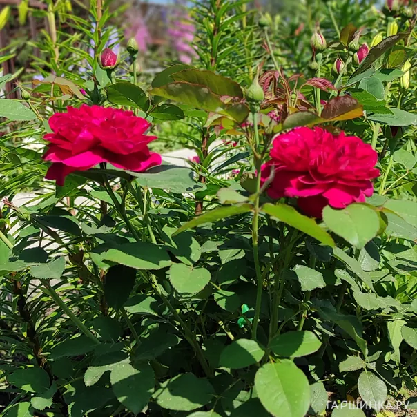 превью изображения отзыва