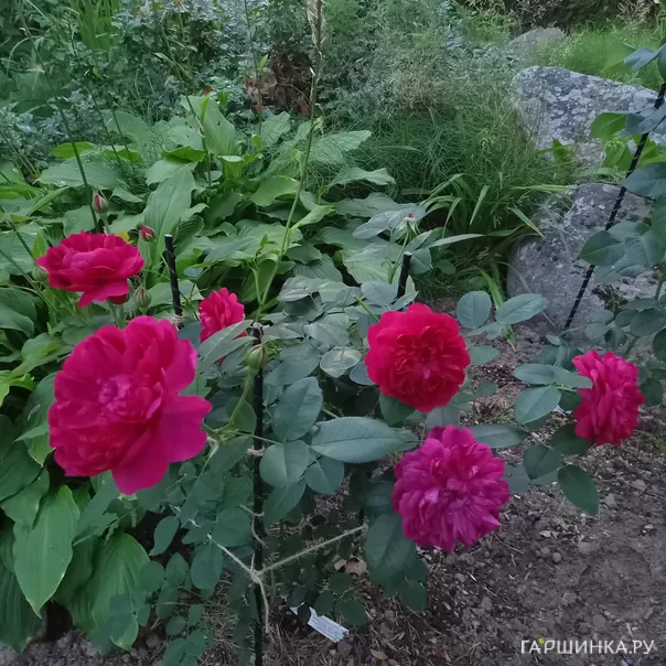 превью изображения отзыва