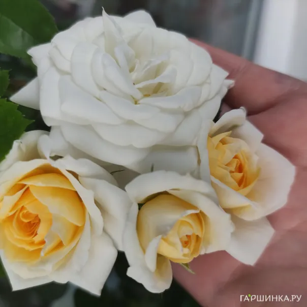 превью изображения отзыва