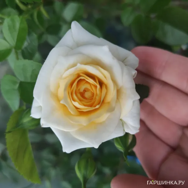 превью изображения отзыва