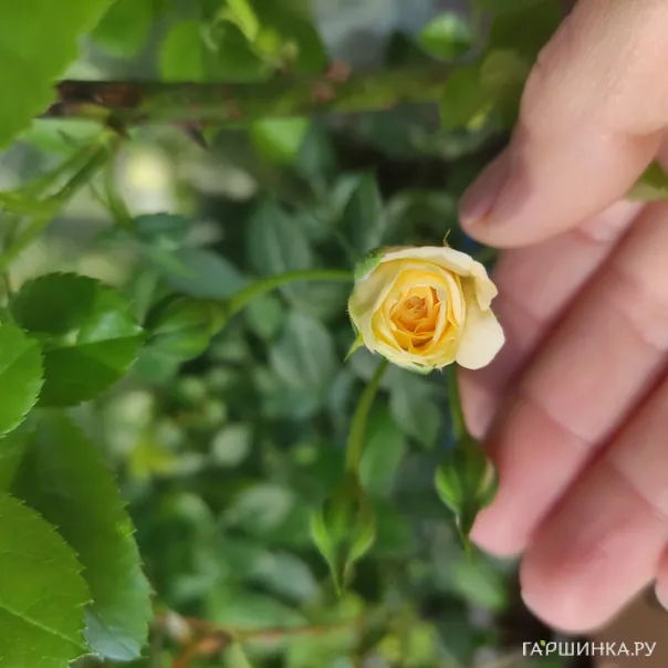 превью изображения отзыва