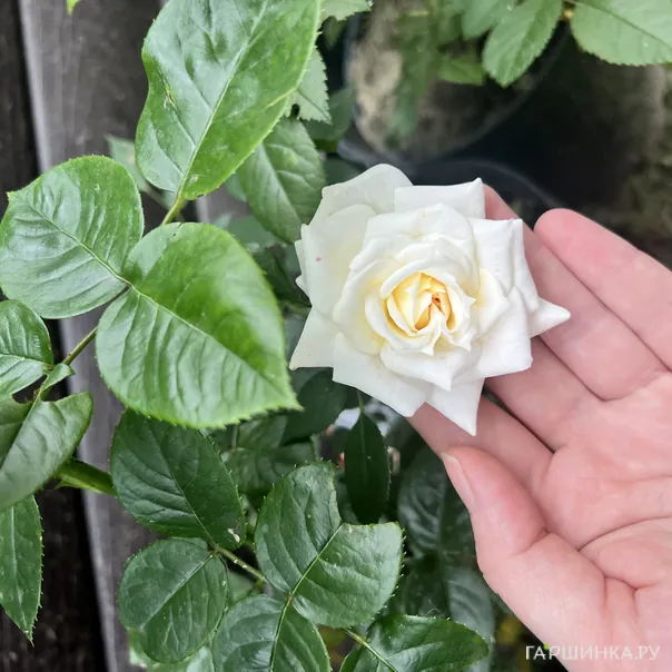 превью изображения отзыва