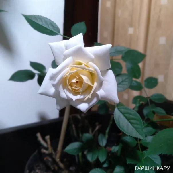 превью изображения отзыва