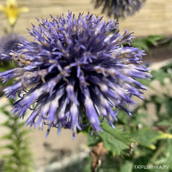 превью изображения отзыва