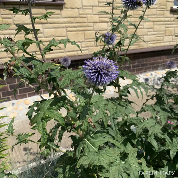 превью изображения отзыва