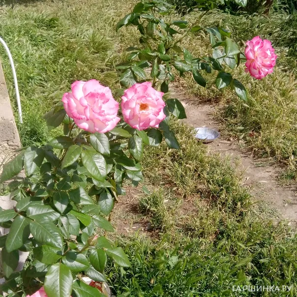 превью изображения отзыва