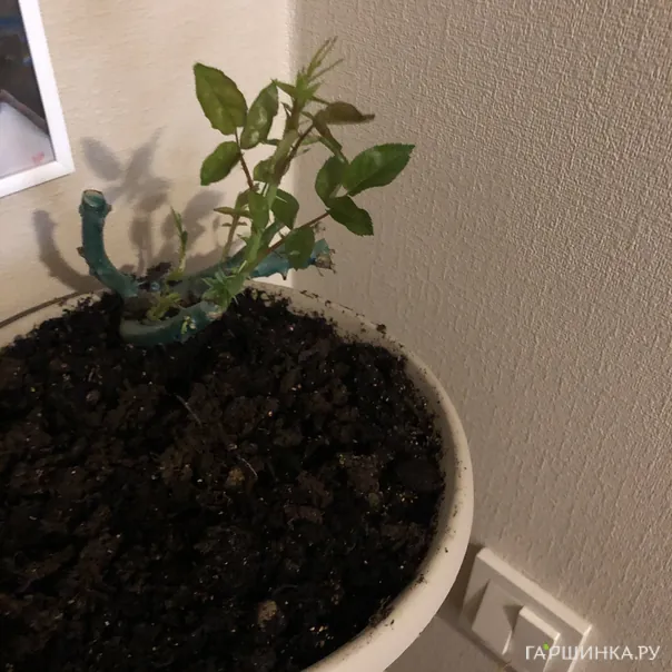 превью изображения отзыва