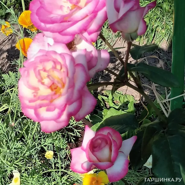 превью изображения отзыва