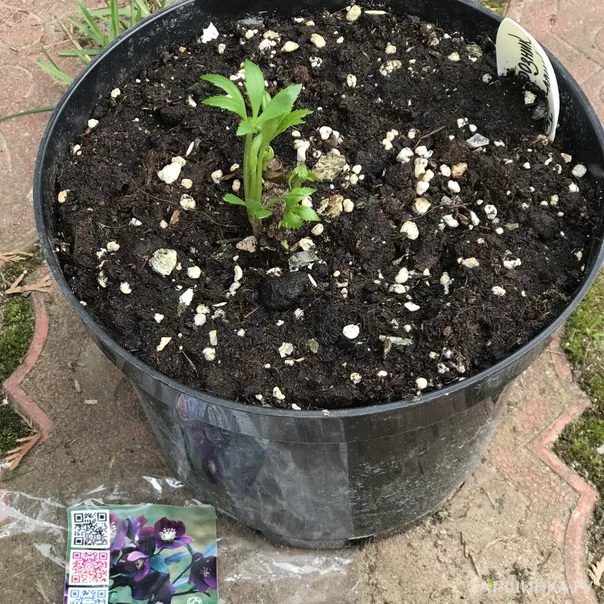 превью изображения отзыва