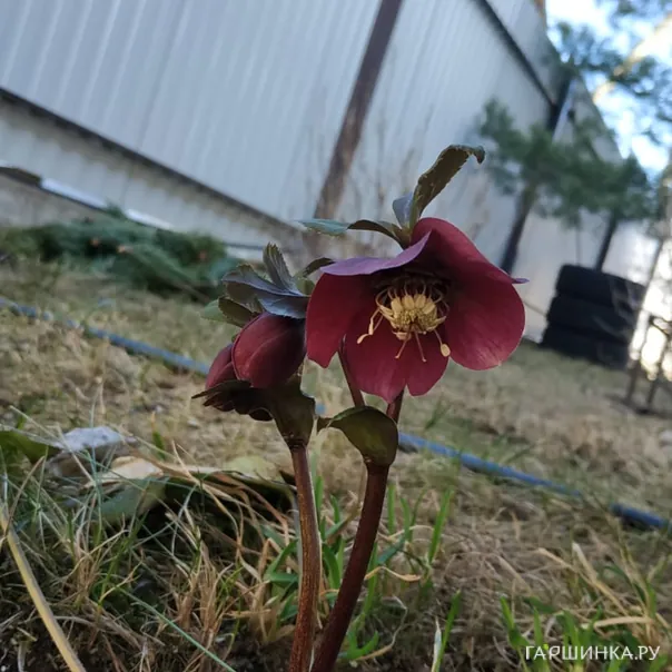 превью изображения отзыва