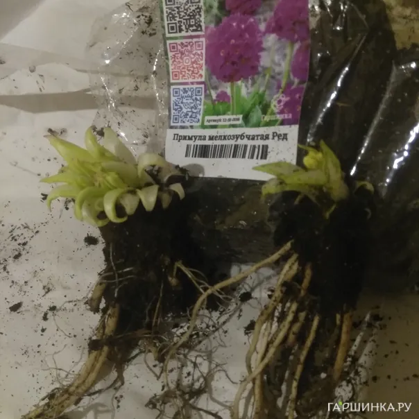 превью изображения отзыва