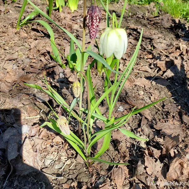 превью изображения отзыва