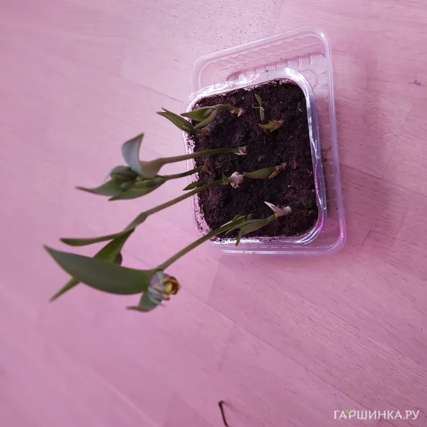 превью изображения отзыва