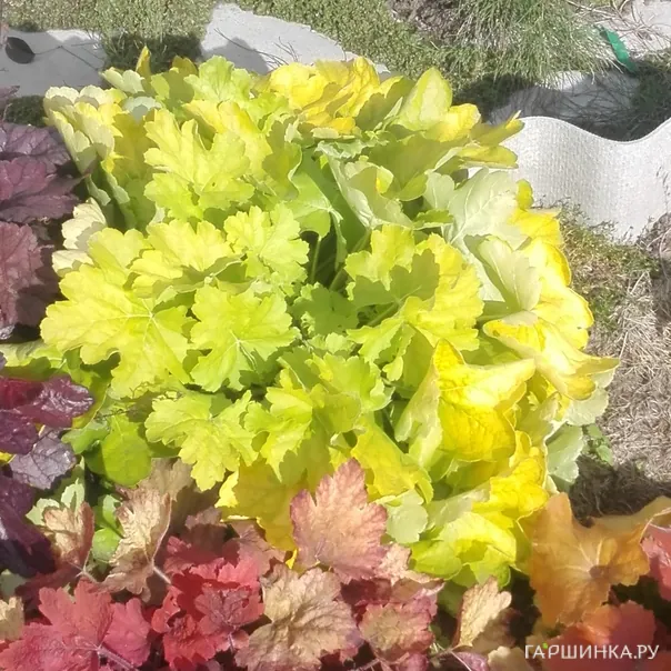 превью изображения отзыва