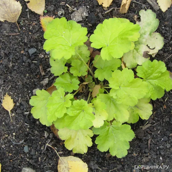 превью изображения отзыва