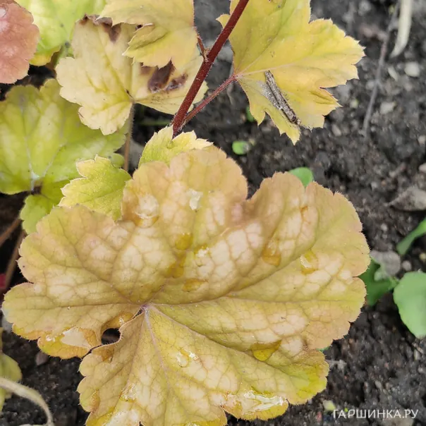 превью изображения отзыва