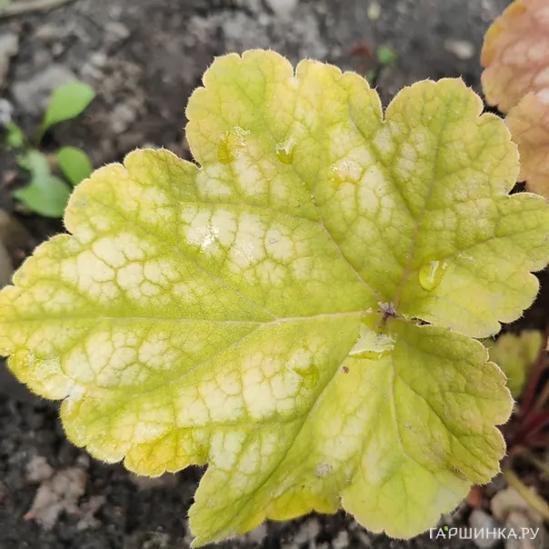 превью изображения отзыва