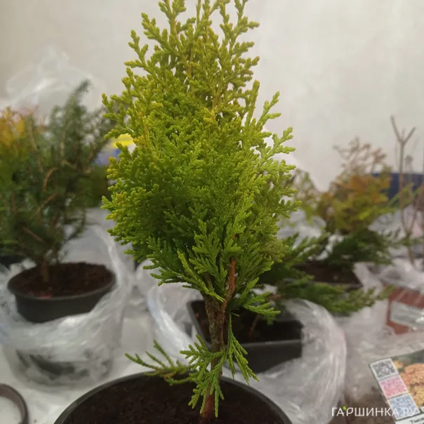 превью изображения отзыва