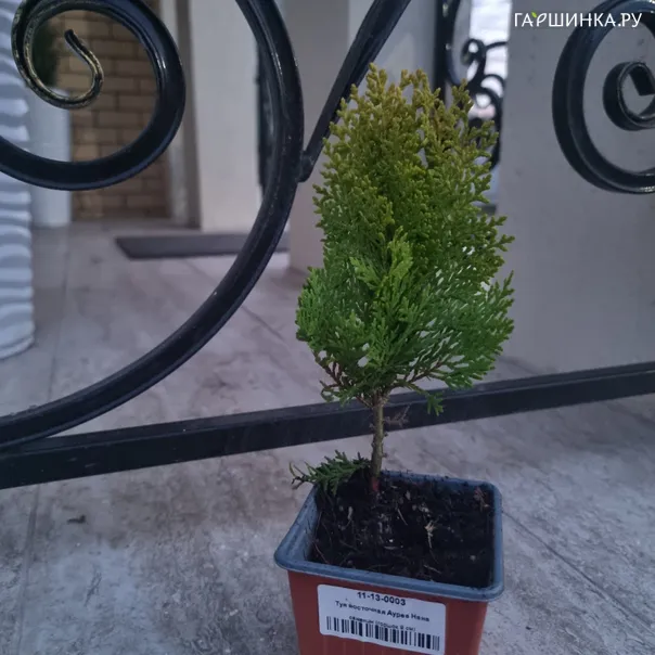 превью изображения отзыва