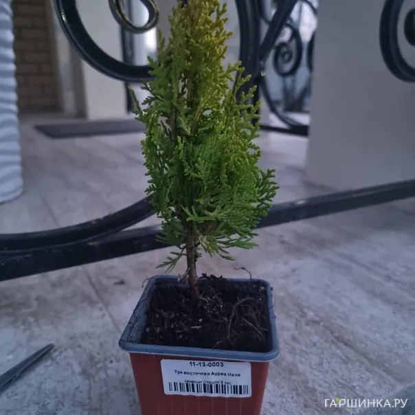 превью изображения отзыва