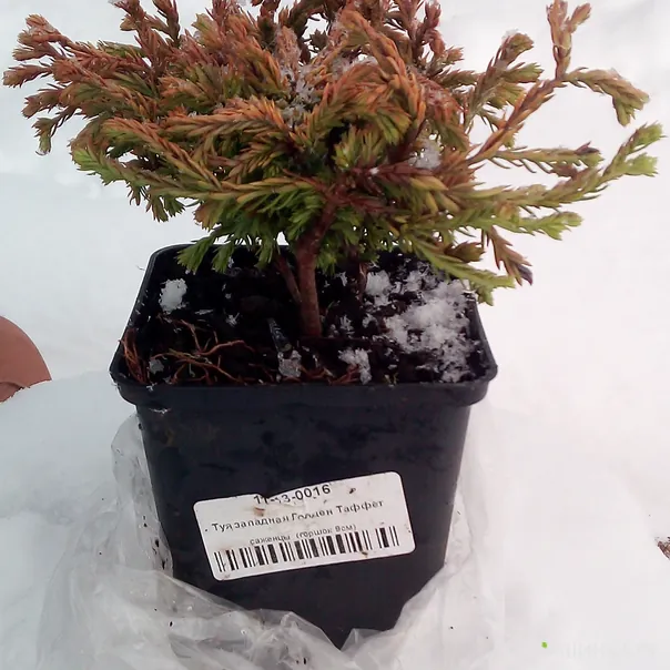 превью изображения отзыва