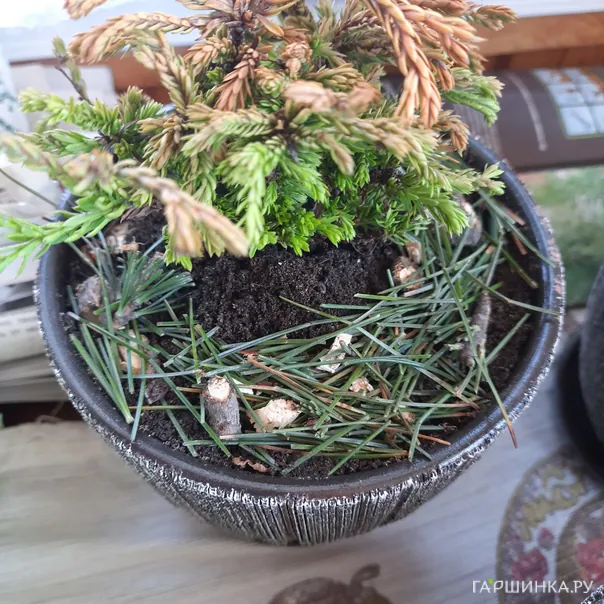 превью изображения отзыва