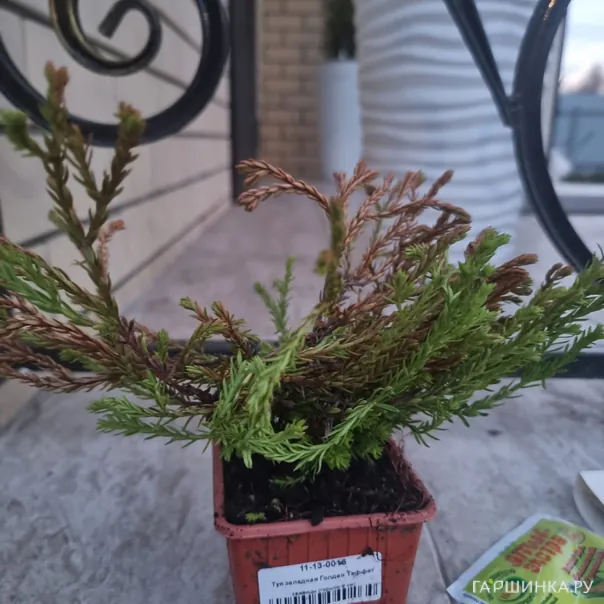 превью изображения отзыва