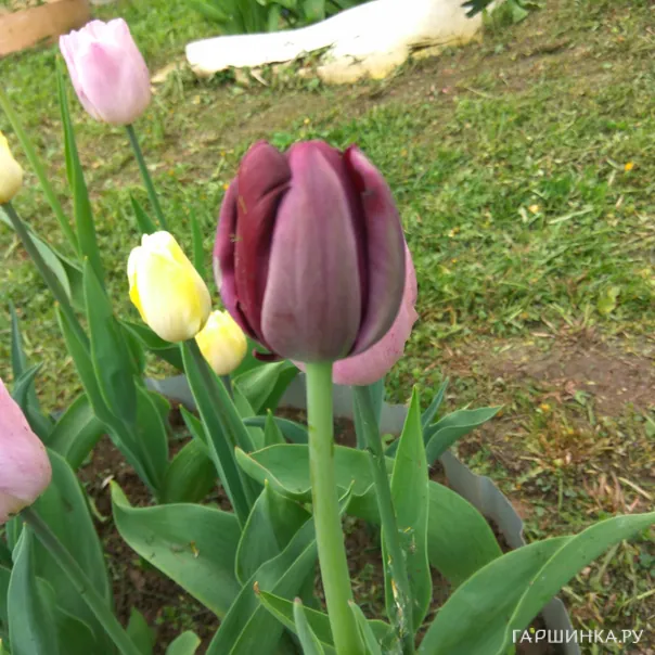 превью изображения отзыва