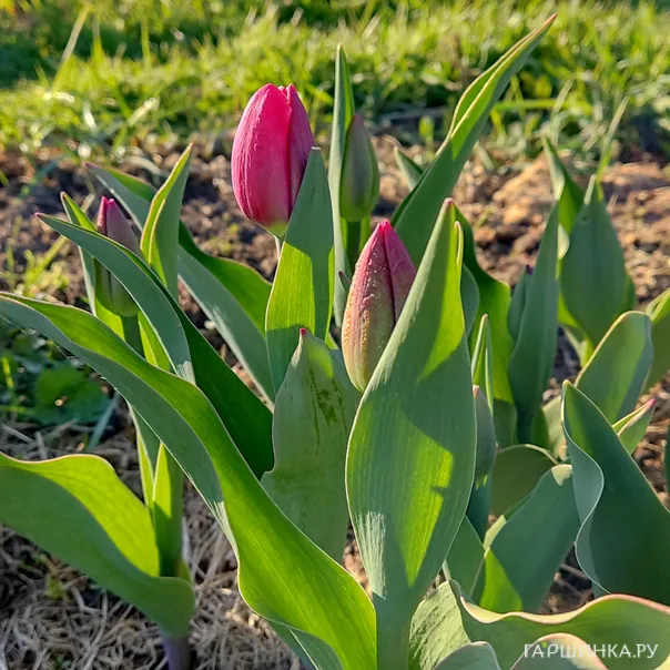превью изображения отзыва