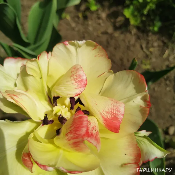 превью изображения отзыва